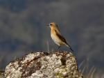 Wheatear - Dartmoor