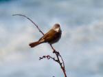 Whitethroat