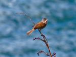 Whitethroat