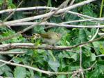 Willow Warbler