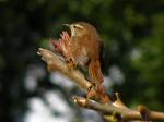 Wren