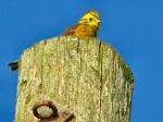 Yellowhammer, Whitsand bay