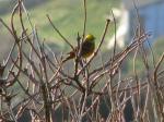 Yellowhammer, Whitsand bay