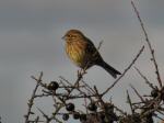 Yellowhammer, Rame Head