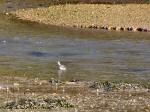 Black-tailed Godwit