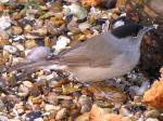 Blackcap