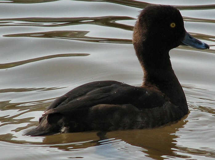 Tufted Duck - Female, Slapton Ley