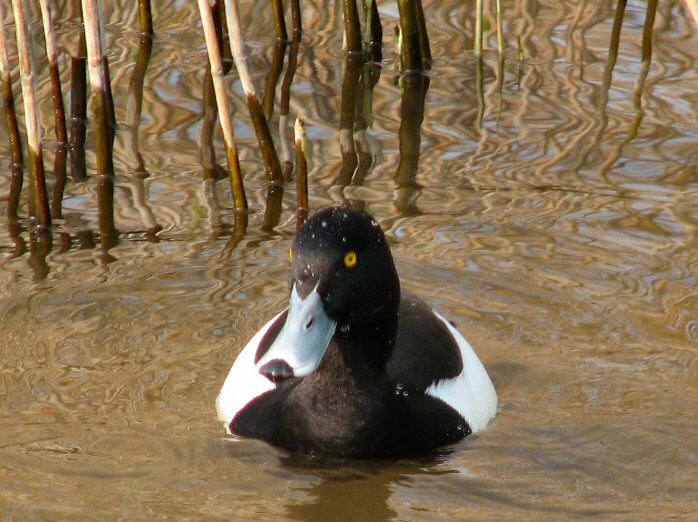 Tufted Duck - Male, Slapton Ley