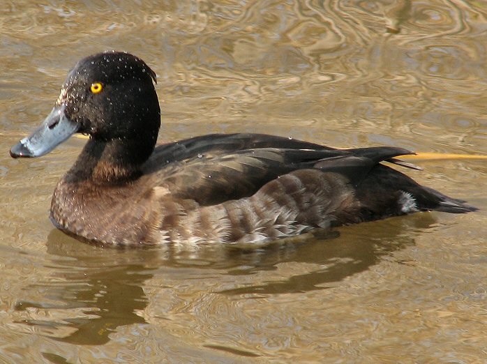 Tufted Duck - Female, Slapton Ley