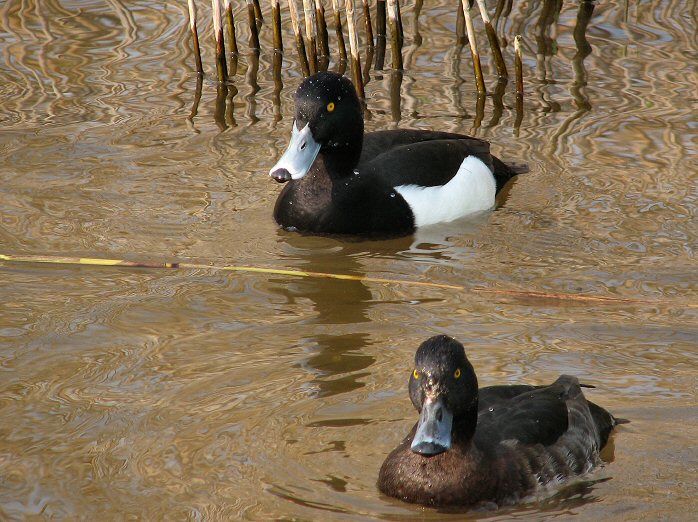 Tufted Duck - Pair, Slapton Ley