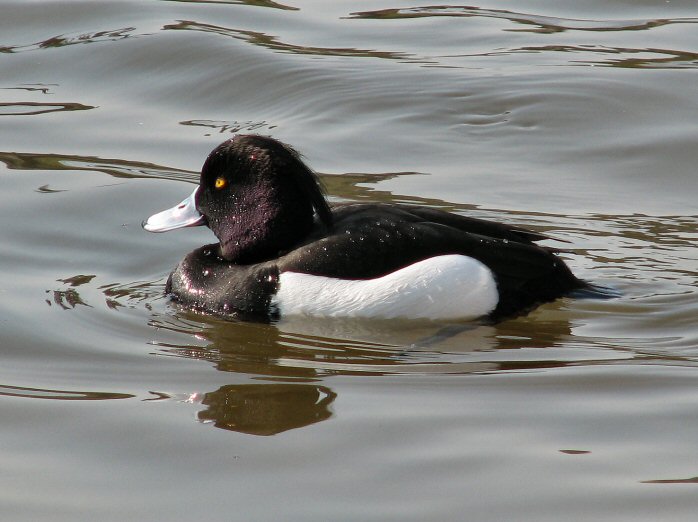 Tufted Duck - Male, Slapton Ley