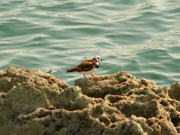 Turnstone in Summer Plumage, Mount Batten