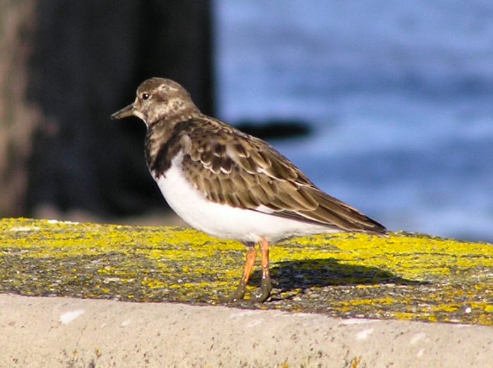 Turnstone in winter plumage, Padstow