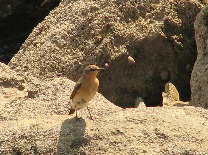 Wheatear, Mount Batten