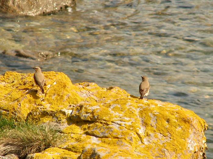 Wheatear, Mount Batten