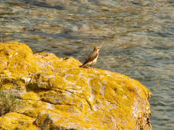 Wheatear, Mount Batten