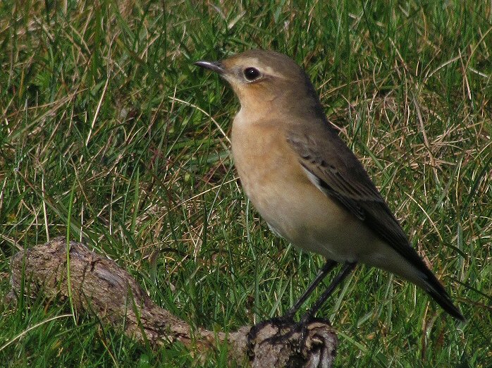 Wheatear