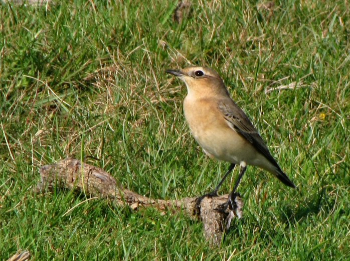 Wheatear