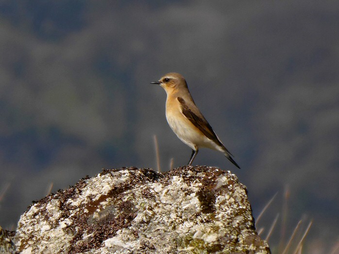 Wheatear