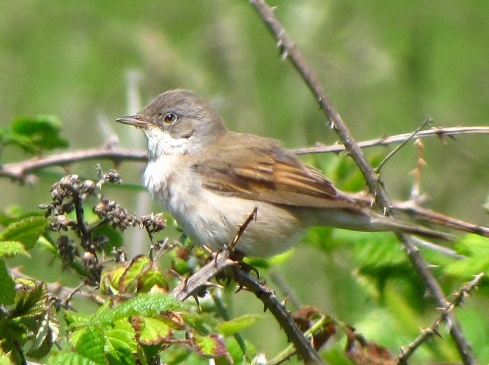 Common Whitethroat - Slapton Ley