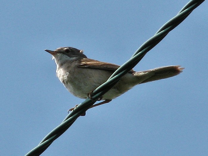 Common Whitethroat - Whitsands