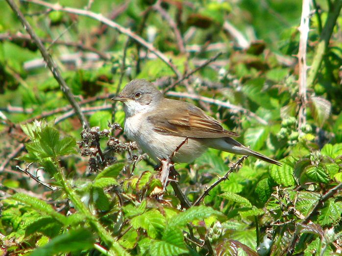 Common Whitethroat - Slapton Ley