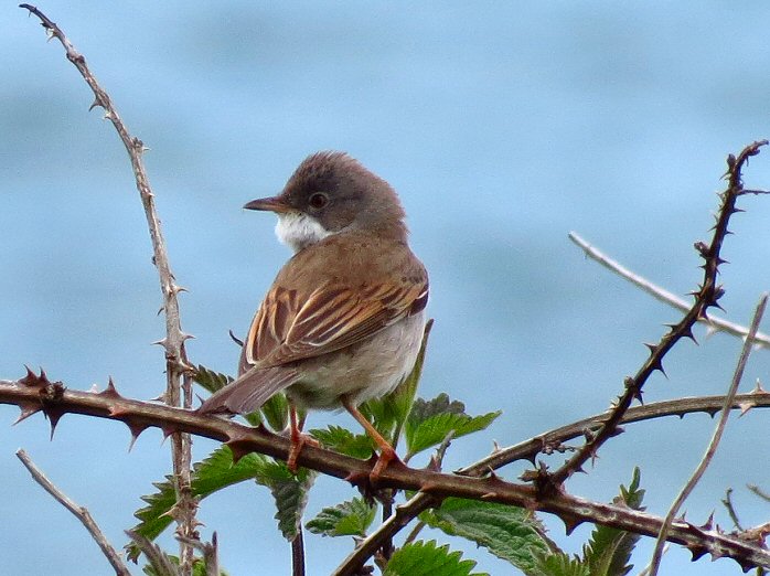 Common Whitethroat - Whitsands