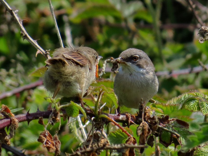 Common Whitethroat - Whitsands