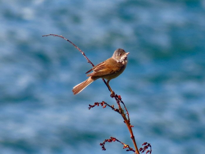 Whitethroat - Rame to Penlee