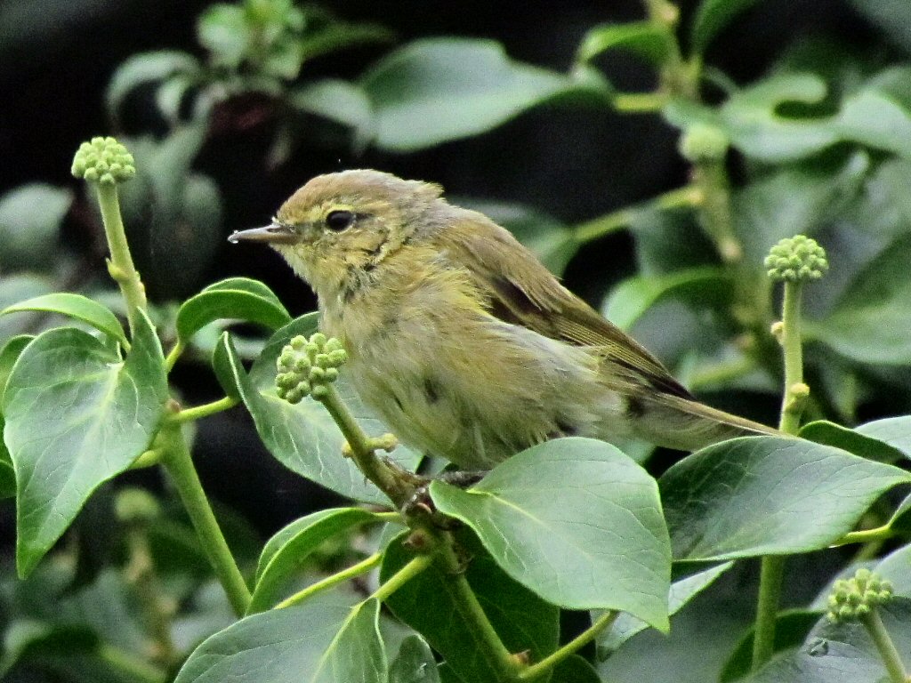 Willow Warbler