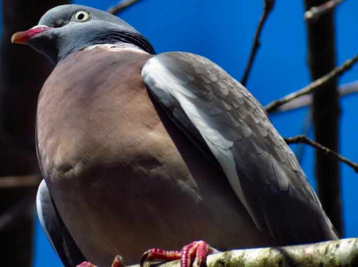 Wood Pigeon