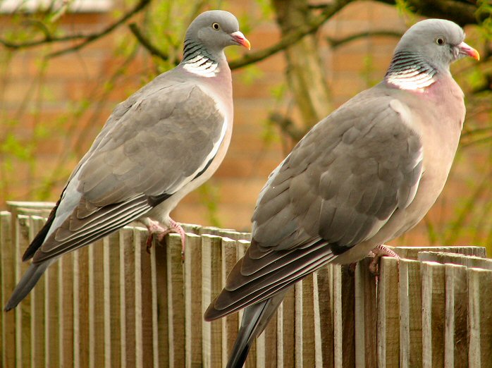 Wood Pigeon