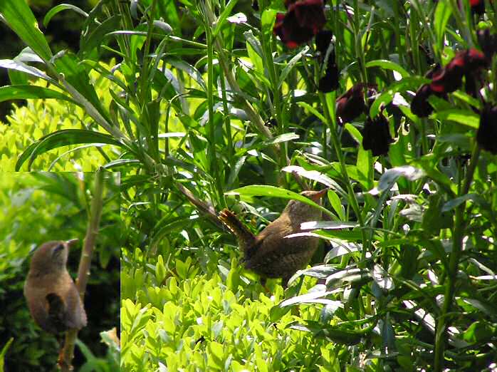 Wren - Mount Edgcumbe