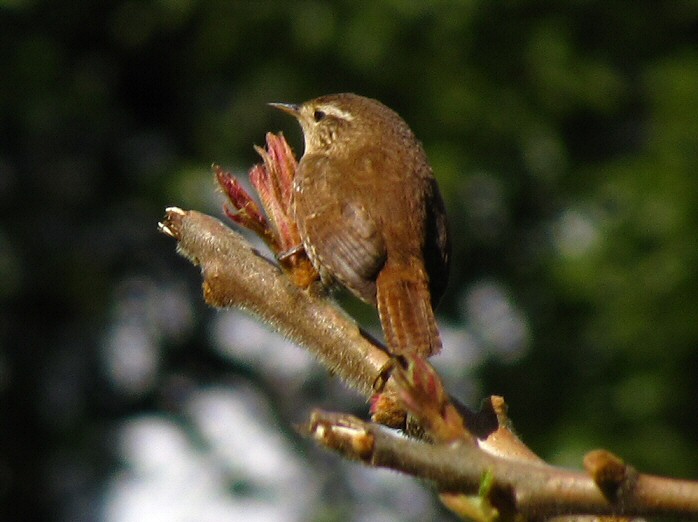 Wren - Wiggle Farm