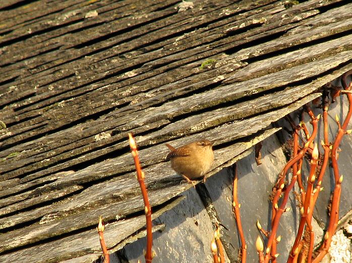 Wren - Cotehele