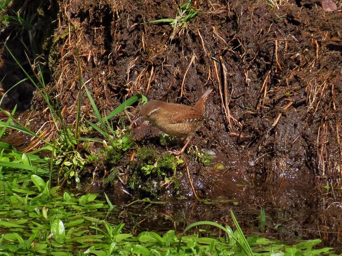 Wren - Dartmoor