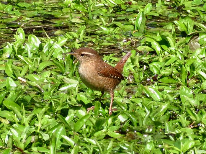 Wren - Dartmoor