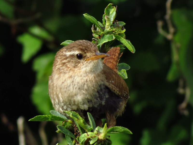 Wren - Rame, Cornwall