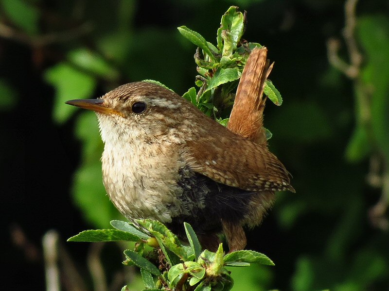 Wren - Rame, Cornwall