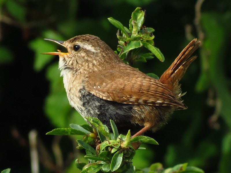 Wren - Rame, Cornwall