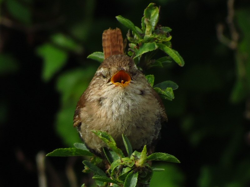 Wren - Rame, Cornwall