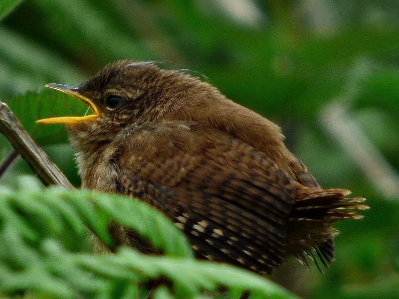 Wren - Wembury, South Devon