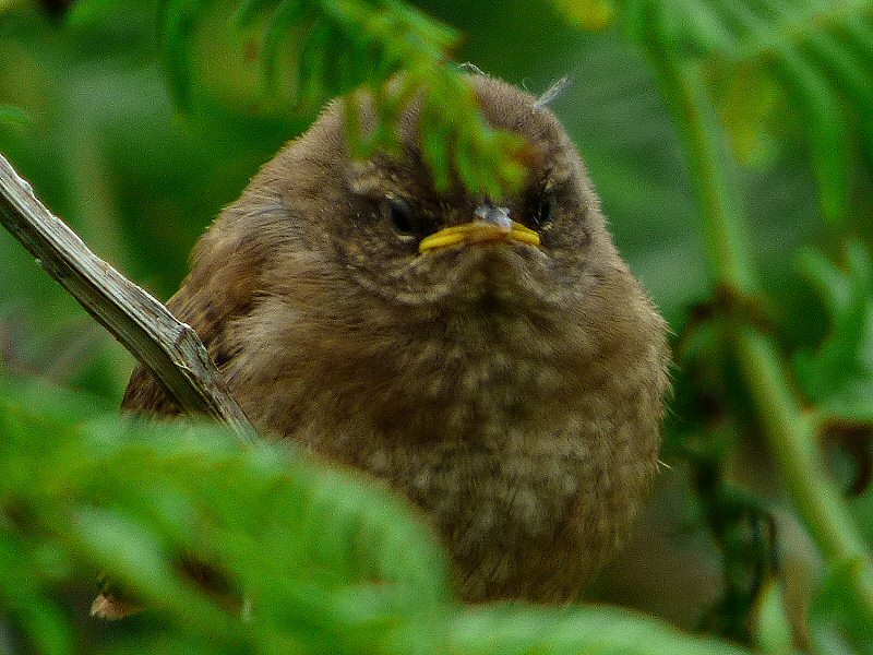 Wren - Wembury, South Devon