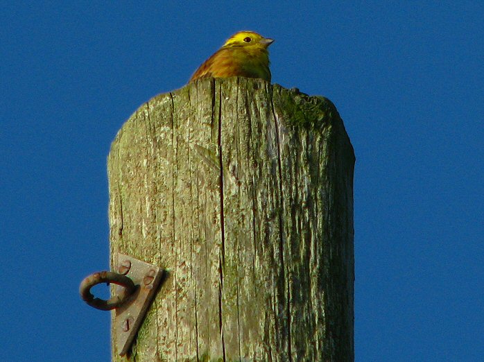 Yellowhammer, Rame Head