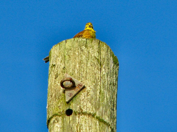 Yellowhammer, Rame Head