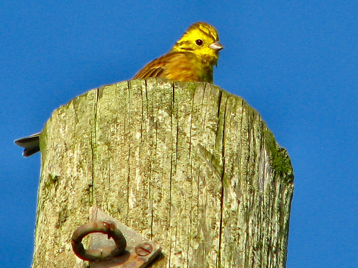 Yellowhammer, Whitsands