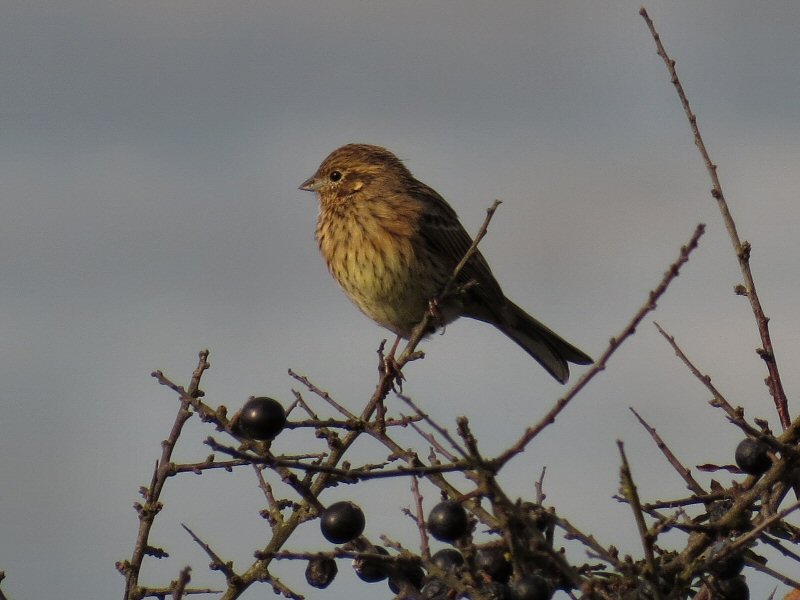 Female Yellowhammer, Rame Head