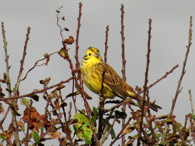 Yellowhammer, Rame Head