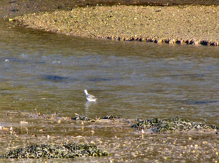 Black-tailed Godwit Bowcombe Creek