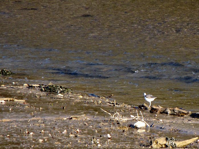 Black-tailed Godwit Bowcombe Creek